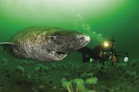 Scientists Discover 400 Year-Old Greenland Shark | Marine Science