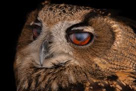 Image result for Bubo