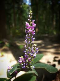 Image result for Pleurolobus