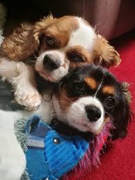 Cavalier King Charles Spaniels have silky, richly colored coats and gentle  expressions that emanate from their large, round eyes. Their cheerful  nature and trainability make them naturals at dog sports such as