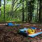 Morning Forest Bathing