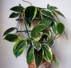 Hoya Macrophylla Variegata Hoya Plants Hanging Plants House Plants Indoor