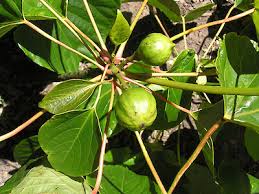 Image result for Vernicia