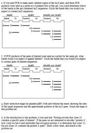 Solved 2 Cloning Vector Pbpi Has A Single Hindill Restri