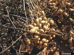 Image result for Arachis
