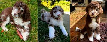 Maybe you would like to learn more about one of these? Dreamydoodles Northwest Australian Labradoodles Aussiedoodles In Washington Oregon State