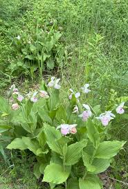 Image result for Brachycorythis lastii