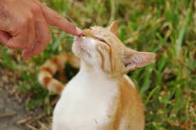 Image result for Cat Bite