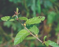 Image result for Triumfetta annua