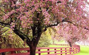 Over 300 varieties of trees and shrubs. Dammann S Garden Company Early Spring Care For Flowering Trees Shrubs
