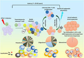 Image result for HTLV1