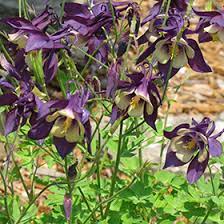 Spring Magic Blue Columbine Aquilegia Flabellata Spring Magic Blue In Oklahoma City Edmond Norman Moore Oklahoma Ok At Tlc Garden Centers