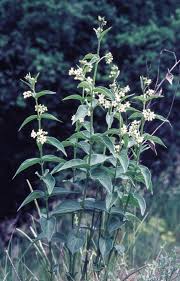 Image result for Vincetoxicum cernuum