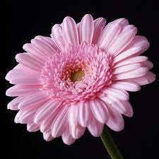 Gerbera Daisy Google Search Gerbera Flower Gerbera Daisy Daisy Flower