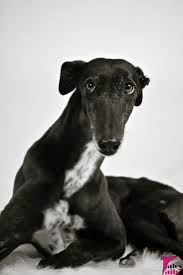 Black And White Greyhound Dog Black And White Sunday 5 10 I Have No Idea Tales And Tails Grey Hound Dog Greyhound Pictures Dog Love