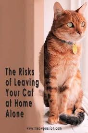 Want To Leave Your Cat Alone Tips And Recommendations Meowpassion Cats Cat Life Hacks Cat Language