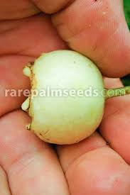 Image result for Bellucia