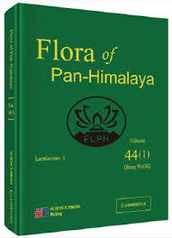 Image result for Premna velutina