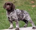 Full Grown German Shorthaired Pointer Lab Mix