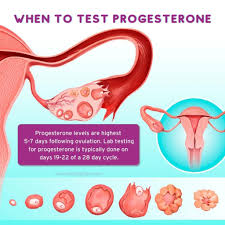 Image result for Progesterone Challenge Test