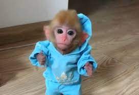 We did not find results for: The Pocket Monkey Was Criticized Look Her Reaction You Are A Nice Baby Ewsell
