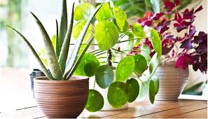 We did not find results for: 10 Small Indoor Plants For Small Rooms And Apartments Pyracantha Co Uk