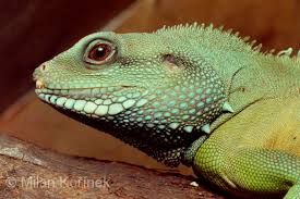 We did not find results for: Image Physignathus Cocincinus Chinese Water Dragon Biolib Cz