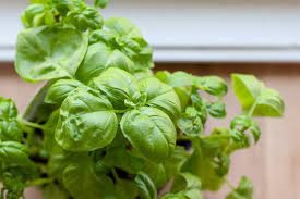 How To Chiffonade Fresh Basil Leaves Kitchn