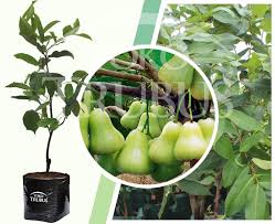 Tetapi tahukah anda, di malaysia jambu air p/s: Bibit Jambu Air Madu Deli Toko Trubus Official