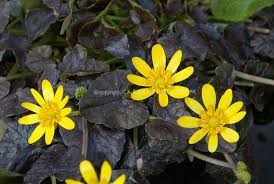 Black And Yellow Flowers Ranunculus Brazen Hussy Deep Chocolate Leaves And Bright Yellow Flowers Flower Stock Photography Foliage Plants Yellow Flowers