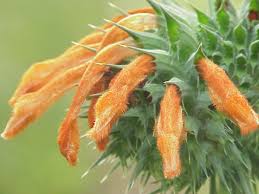 Image result for Leonotis
