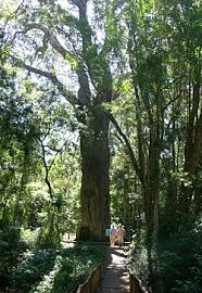 Image result for Afrocarpus falcatus