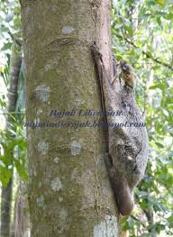 It can be found in bukit timah nature reserve, central catchment nature reserve and bukit batok nature park. Colugo Spotted In Singapore