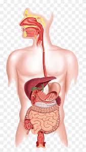 The exchange of gases and other substances between cells and the blood takes place across the extremely thin walls of capillaries. Human Digestive System The Digestive System Gastrointestinal Tract Human Body Liver Label Heart Biology Png Pngwing