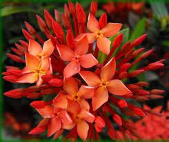 Maybe you would like to learn more about one of these? Orange Red Ixora Florida Flowers Most Beautiful Flowers Beautiful Flowers