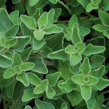 Image result for Origanum