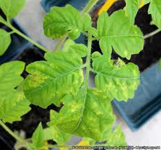 Image result for tomato seedling pseudomonas syringae pv tomato symptoms