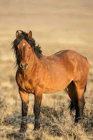 Is that stallion is a male horse while mustang is a small, hardy, naturalized (feral) horse of the north american west. Pin On Wildpferde Mustangs