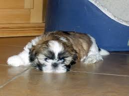 Shih tzus, specifically, have an average lifespan of 13 years. Poze Cu Caini Rasa Shih Tzu Anunturi Vanzare Catei De Rasa