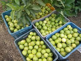Diuretics untuk menurunkan tekanan darah. Sehat Cara Menurunkan Gula Darah Secara Alami Dengan Jambu Biji