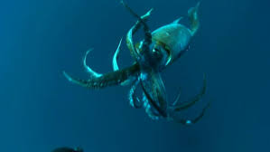 The camera's five deployments each took 24 hours to complete, so by the time robinson sat down to review the film there was over 120 hours of coverage it's the second time in widder's career and the first time in us waters that a giant squid had been captured on film over 750 meters underwater. Watch Giant Squid Found Clip History Channel