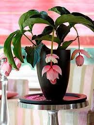 Looking for indoor plants with most stunning leaves? Medinilla Magnifica Medinilla Plants Backyard Flowers Garden House Plants