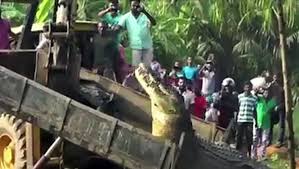 Un crocodile de 6 à 7 mètres de long ! Le Plus Gros Crocodile Du Monde Trouve En Inde Animal Geant Video Dailymotion