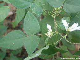 Image result for Voacanga bracteata