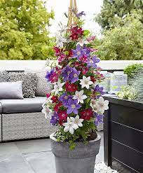 These plants can simply be cut back each year in early spring. The In Depth Guide To Growing Clematis In Pots