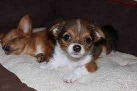 Litter of four little cuties. Long Coat Toy Chihuahua Puppies For Sale In San Antonio Texas Classified Americanlisted Com