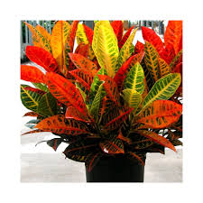 Petra croton, live potted tropical plant in 4 in. Buy Croton Variegatum Petra Croton Norma Codiaeum Variegatum Petra Plants Online At Lowest Price