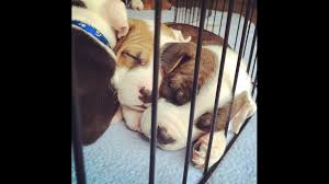 30,361 likes · 3,309 talking about this. Lucas County Pit Crew Caring For 43 Pit Bulls Including 25 Puppies Wtol Com