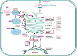 Do plant cells have endomembrane system. Endomembrane Trafficking In Plants Intechopen