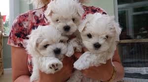 Check spelling or type a new query. Maltese Puppies For Sale Texas City Tx 162996
